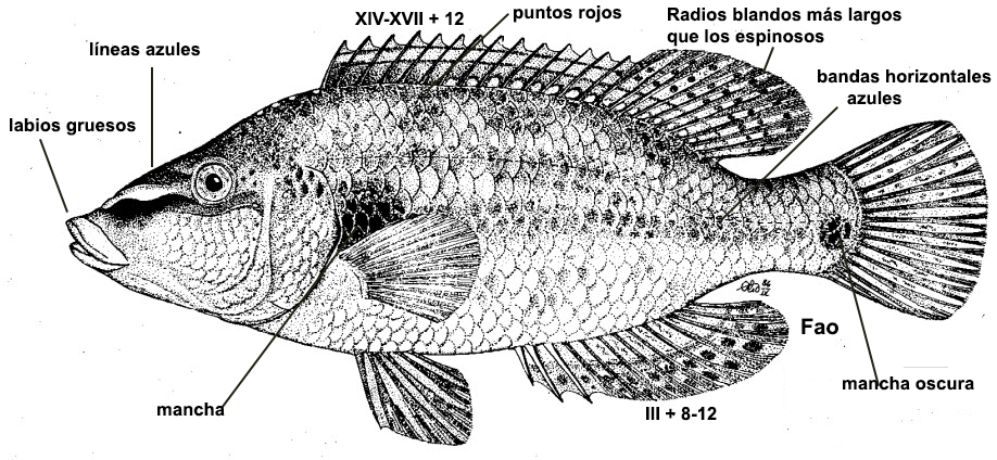 Symphodus tinca_001.jpg